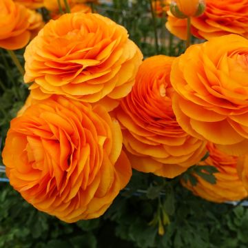 Renoncule fleur double rouge - Ranunculus asiaticus