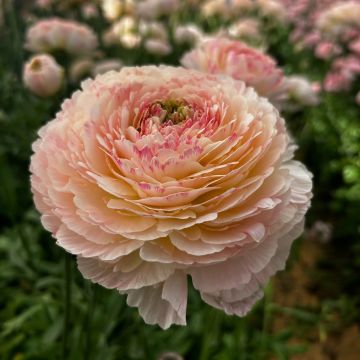 Renoncule fleur double rouge - Ranunculus asiaticus