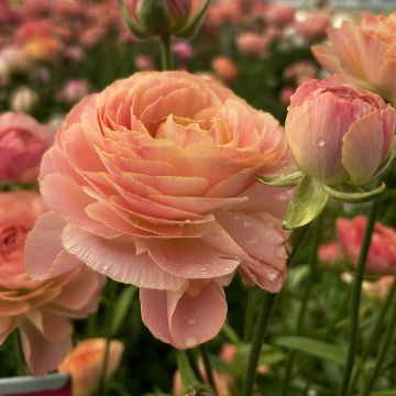 Renoncule fleur double rouge - Ranunculus asiaticus