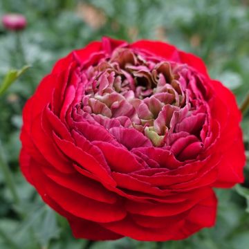 Renoncule fleur double rouge - Ranunculus asiaticus
