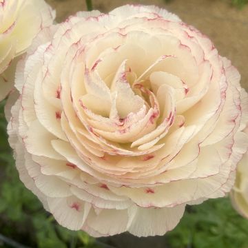 Renoncule fleur double rouge - Ranunculus asiaticus