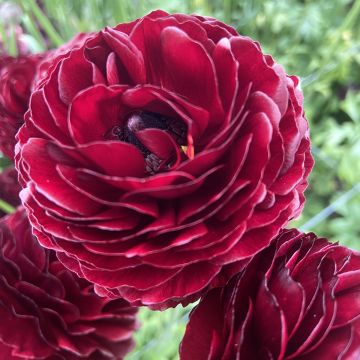 Renoncule fleur double rouge - Ranunculus asiaticus