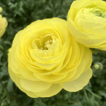 Renoncule fleur double rouge - Ranunculus asiaticus