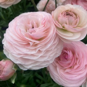 Renoncule fleur double rouge - Ranunculus asiaticus