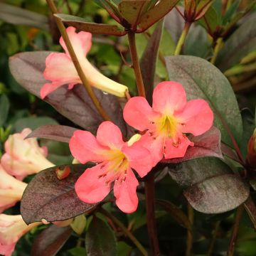 Rhododendron vireya Strawberry Parfait