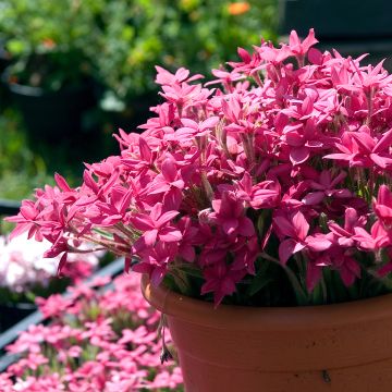 Rhodoxis Red Alert