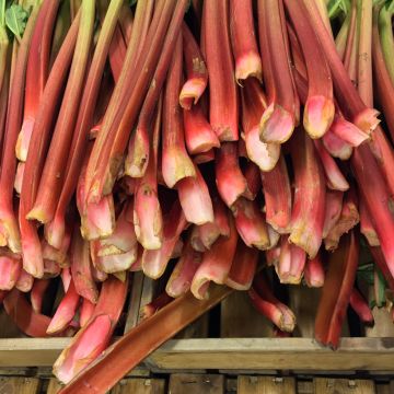 Rhubarbe rouge Livingstone en plants - Rheum raponticum
