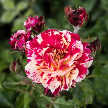 Rosier Abracadabra - Rosa (x) floribunda