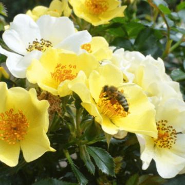 Rosier à fleurs groupées Bienenweide Gelb