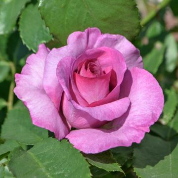 Rosier David Austin Mary Rose