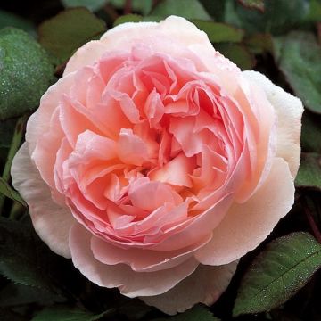 Rosier anglais David Austin Sharifa Asma