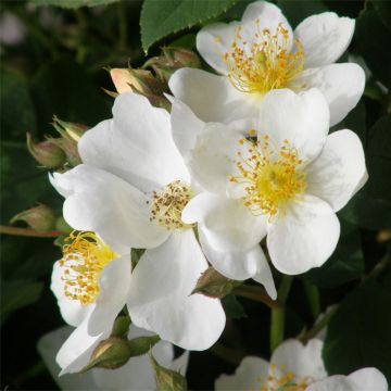 Rosier anglais Kew Gardens® - Ausfence
