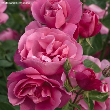 Rosier arbustif Rouge Meillandécor