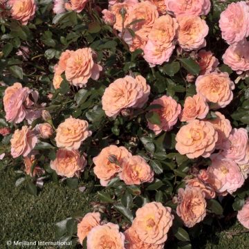 Rosier couvre-sol Knock Out en pot de 2L