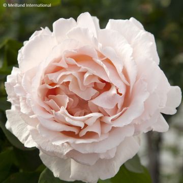 Rosier grimpant Colette Meiroupis