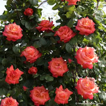 Rosier grimpant Colette Meiroupis