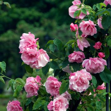 Rosier grimpant Mme Gregoire Staechelin