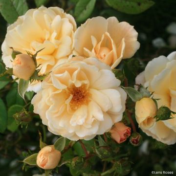 Rosier arbustif White Magic