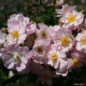 Rosier arbustif Diamant Rose