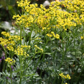 Ruta graveolens jackman's blue
