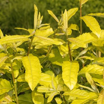 Salix caprea - Saule marsault