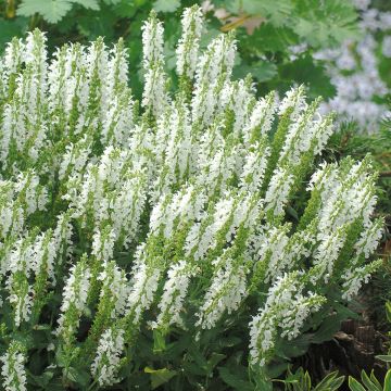 Salvia nemorosa Sensation Rose - Sauge des bois