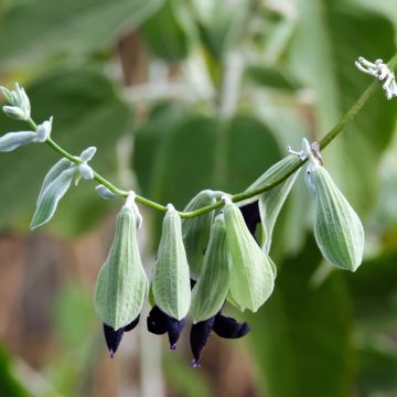 Sauge Cassis - Salvia discolor 