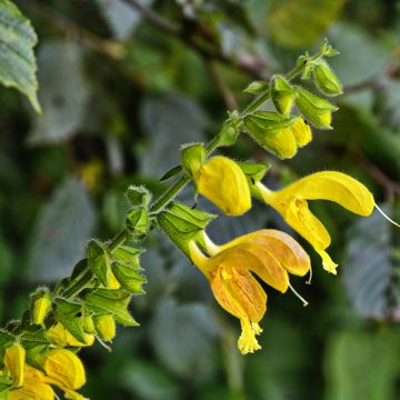 Salvia glutinosa - Sauge glutineuse