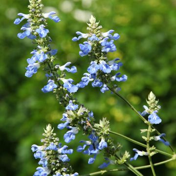 Sauge-Salvia Uliginosa