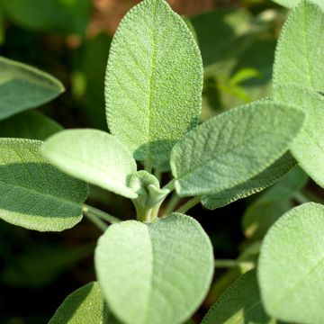 Sauge officinale AB - Ferme de Ste Marthe