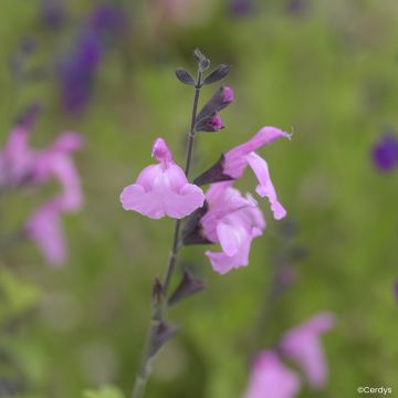 Sauge arbustive rose pâle et rose vif - Salvia greggii Icing Sugar 