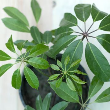 Schefflera Amate