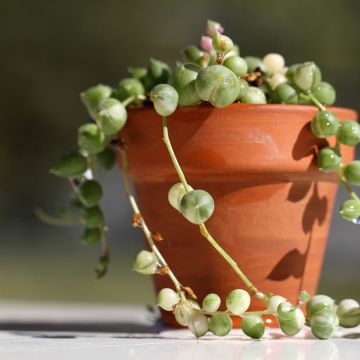 Senecio rowleyanus Variegata - Collier de perles
