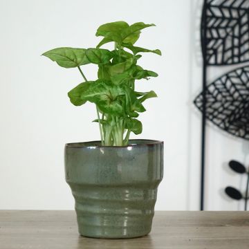 Syngonium Golden Allusion