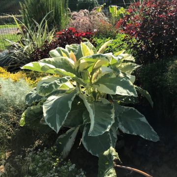 Tabac d'ornement Cuba White - Nicotiana
