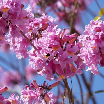 Jacaranda mimosifolia - Flamboyant bleu