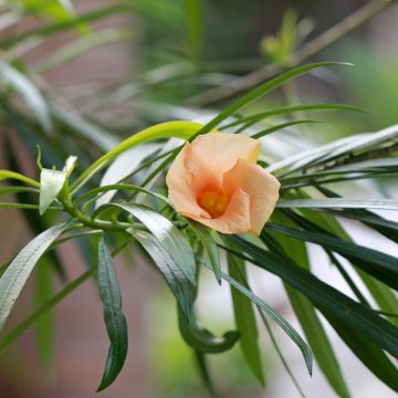 Thevetia peruviana - Thévétia du Pérou ou Laurier jaune