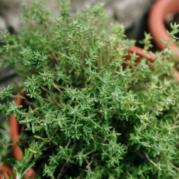 Thym vulgaris d'Hiver BIO en plants - Thym commun