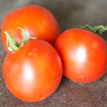 Tomate Budaï Torpe Bio - Ferme de Sainte Marthe
