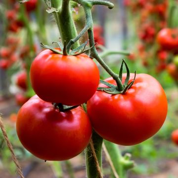 Tomate Fournaise F1 - Vilmorin