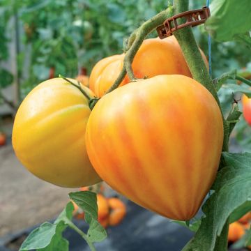 Tomate Ananas en plants GREFFES
