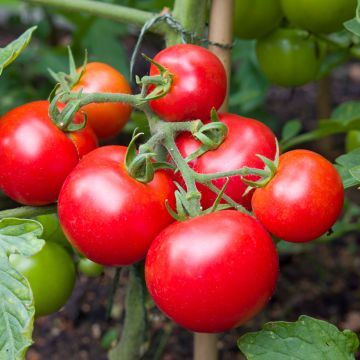 Tomate Money Maker AB - Ferme de Ste Marthe