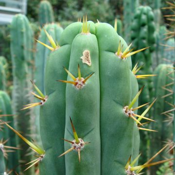 Cylindropuntia kleiniae - Opuntia ou oponce