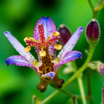 Lys orchidée - Tricyrtis formosana Autumn Glow