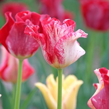 Tulipe Striped Crown