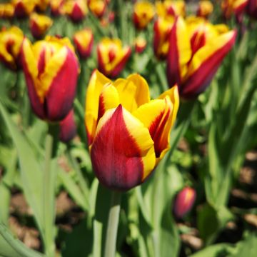 Tulipe Triomphe Kess Nelis