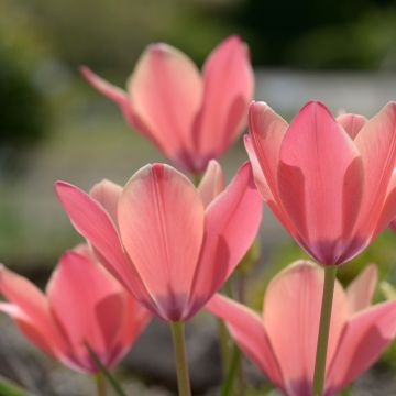Tulipe Clusiana Peppermint Stick
