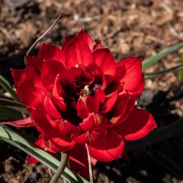 Tulipe Botanique humilis Tête à Tête