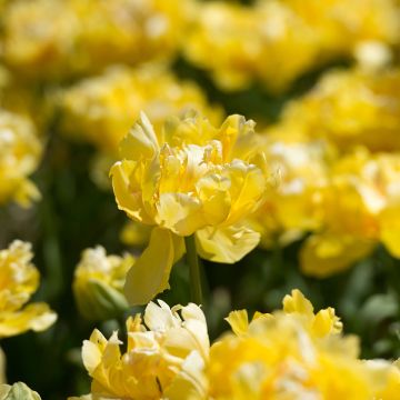 Tulipe double hâtive Yellow Margarita