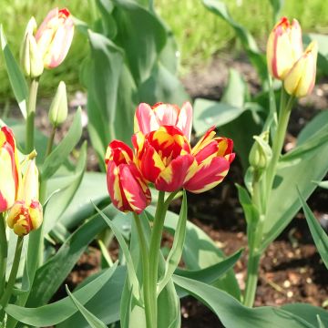Tulipe pluriflore Sunshine Club